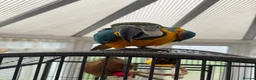 Parrots birds for sale: Bobi Macaw - Advert 4