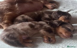 Miniature Dachshund dogs for sale: Miniature Purebred Dachshund Puppies - Image 18