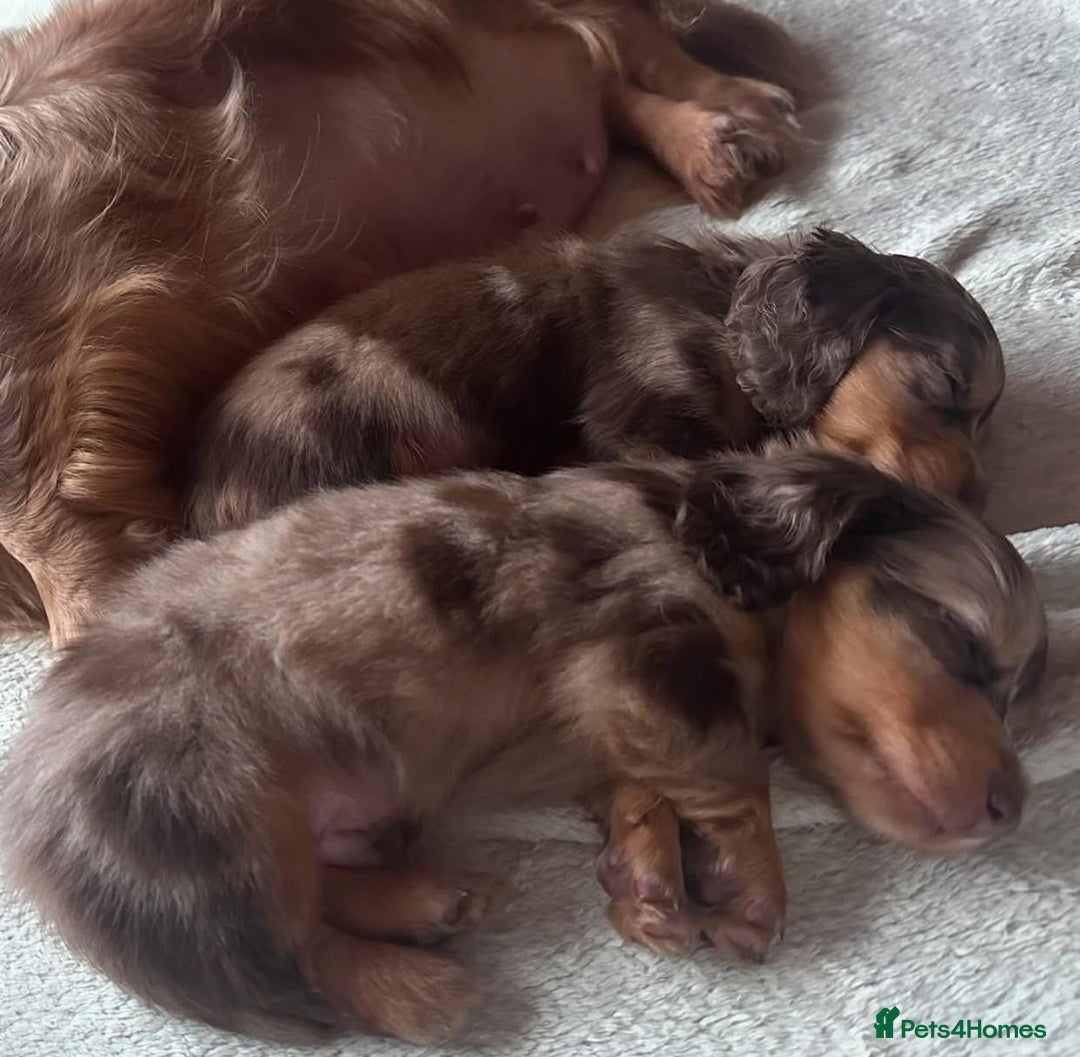 Miniature Dachshund dogs for sale: Miniature Purebred Dachshund Puppies - Image 18