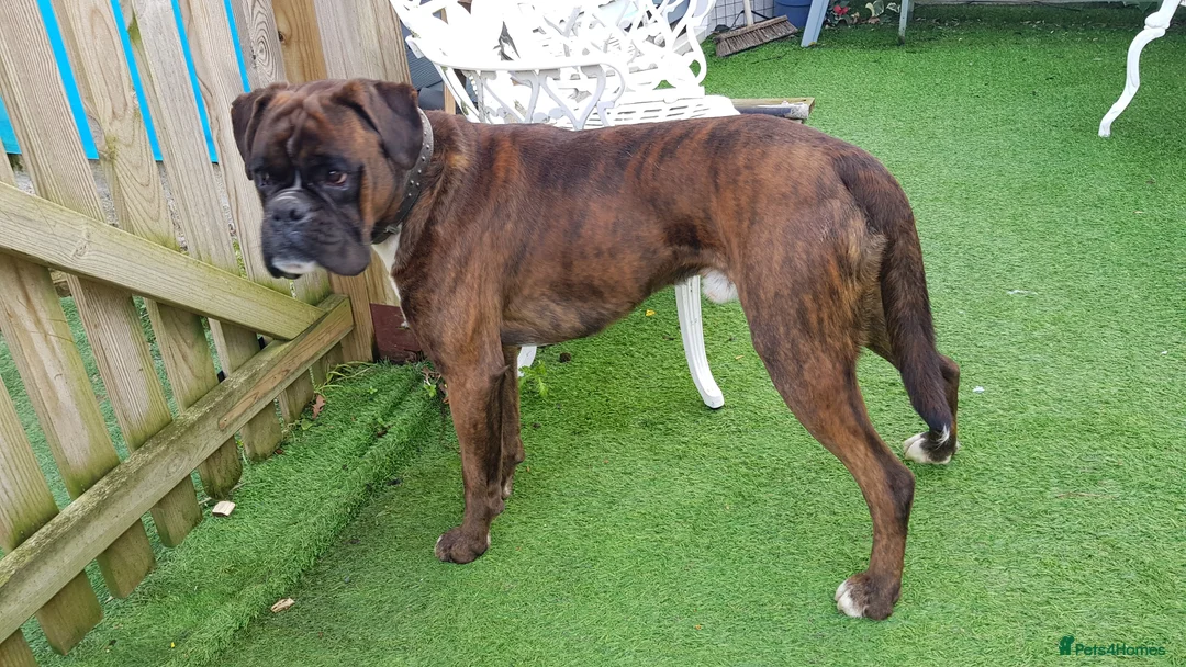 Boxer dogs for stud: Kc Registered and Heart scored Stud dog in Herne Bay - Advert 4
