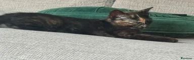 Mixed Breed 2