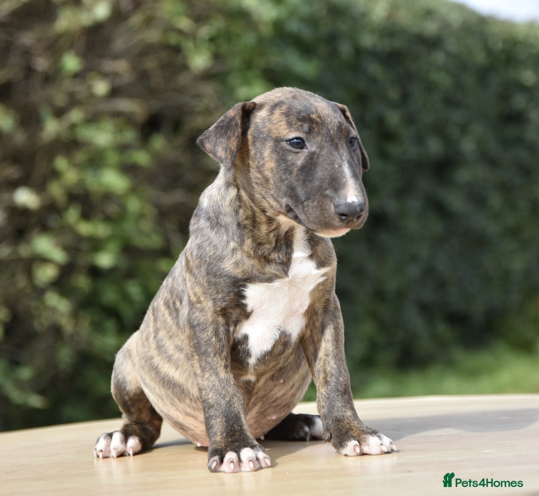 Miniature Bull terrier dogs for sale: Miniature x standard size bull terrier puppies  - Image 1