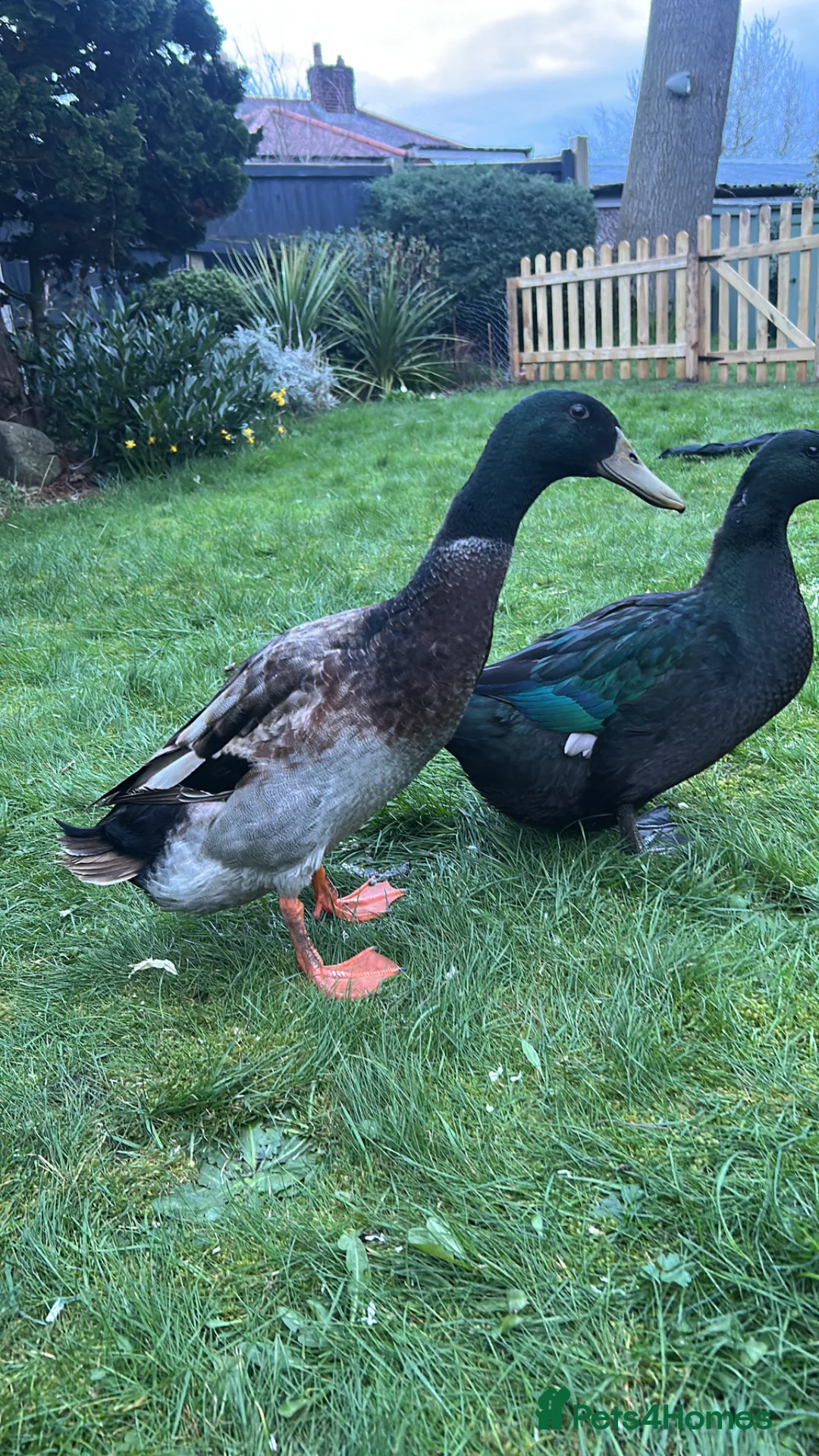 Ducks poultry for sale: Male Runner Duck (Drake) in Manchester - Advert 1