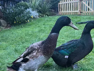 Ducks poultry Male Runner Duck (Drake) - Advert 1