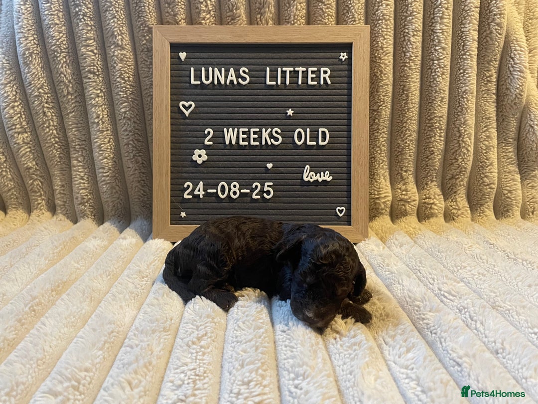 Cockapoo dogs for sale: F1bb Cockapoo puppies - Image 14