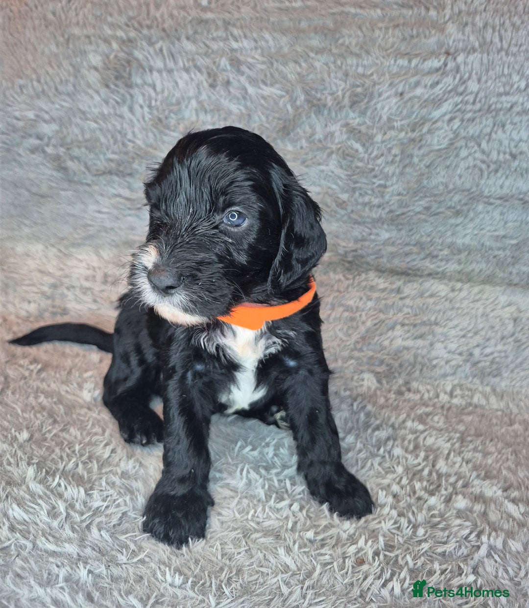 Irish Doodle dogs for sale: Toy Irish Doodle Puppies For Sale  - Image 9