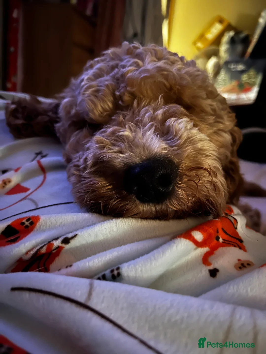 Cockapoo dogs for stud: T2 Cockerpoo for Stud - Advert 9