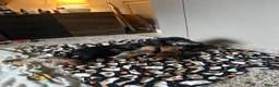 Miniature Dachshund dogs for sale: Dachound puppy’s - Advert 6