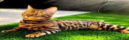 Bengal cats for sale: 2xfemale Bengal kittens tica reg full pedigree  - Advert 2