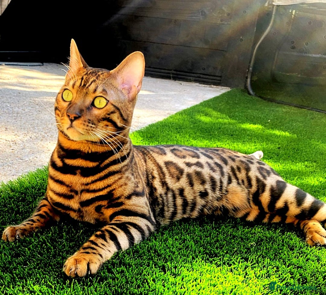 Bengal cats for sale: 2xfemale Bengal kittens tica reg full pedigree  - Advert 2