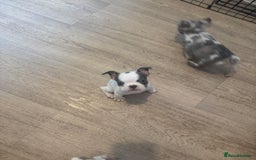 French Bulldog dogs for sale: 2 KC Reg’d French Bulldog Pups For Sale Left - Image 1
