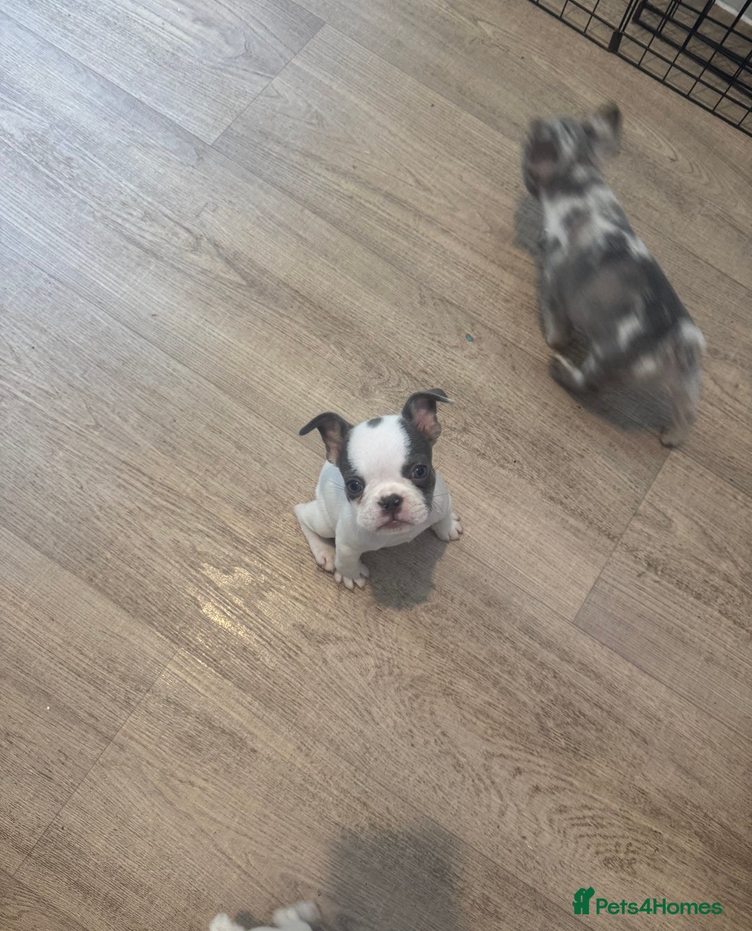 French Bulldog dogs for sale: 2 KC Reg’d French Bulldog Pups For Sale Left - Image 1