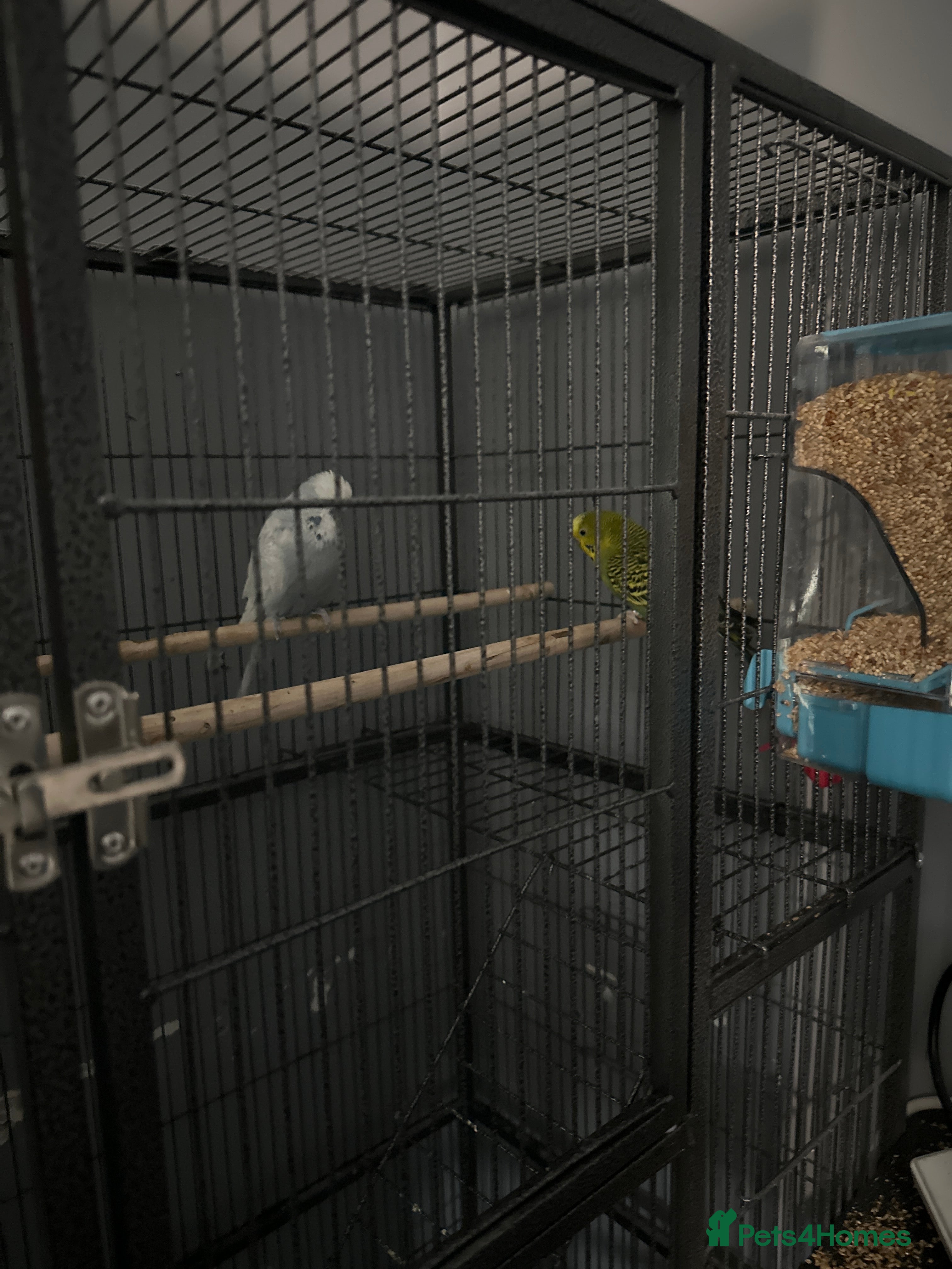 Budgerigars birds A pair of budgies and cage - Advert 1