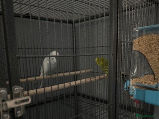 Budgerigars birds A pair of budgies and cage - Advert 1