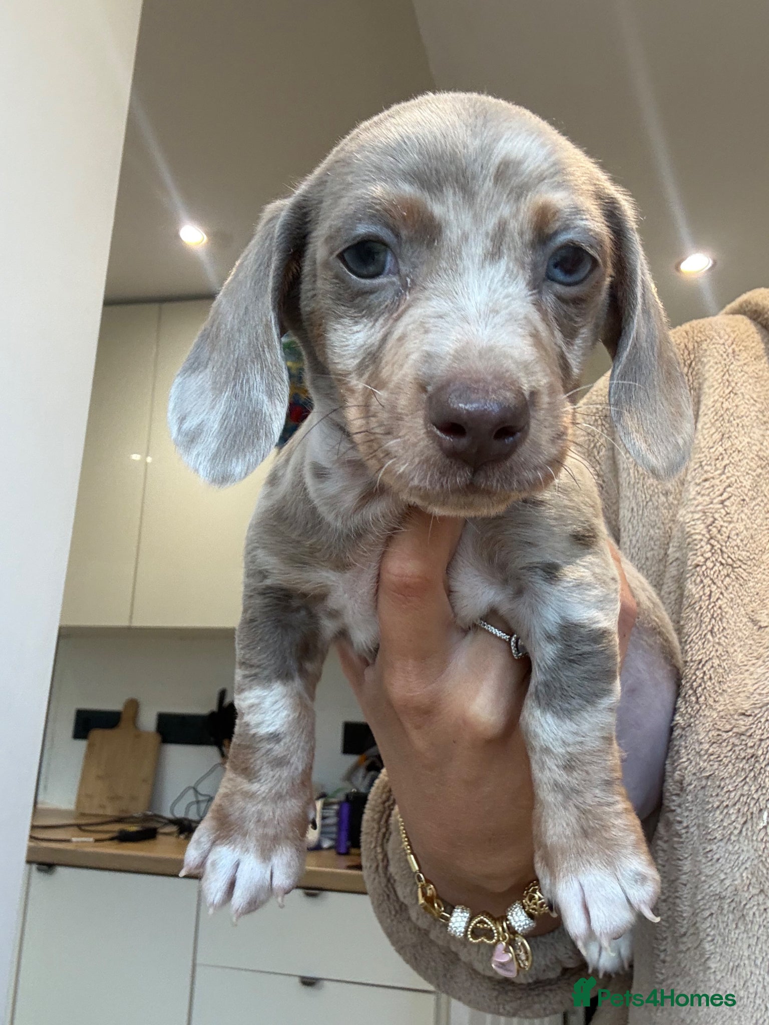 Dachshund dogs 1 female 4 male beautiful dachshund puppies  - Advert 2