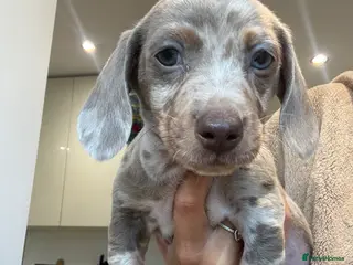 Dachshund dogs 1 female 4 male beautiful dachshund puppies - Advert 2