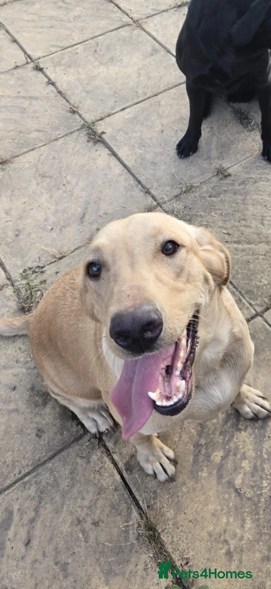 Labrador Retriever dogs for sale: 2 male Labrador puppies 8 weeks  - Advert 2