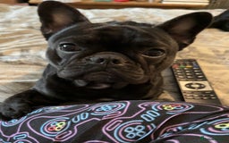 French Bulldog dogs for sale: Black male French bulldog just over 1 year old  - Image 3
