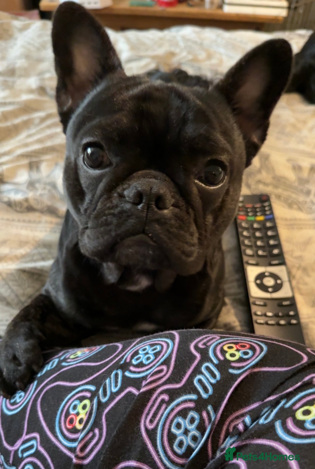 French Bulldog dogs for sale: Black male French bulldog just over 1 year old  - Image 3