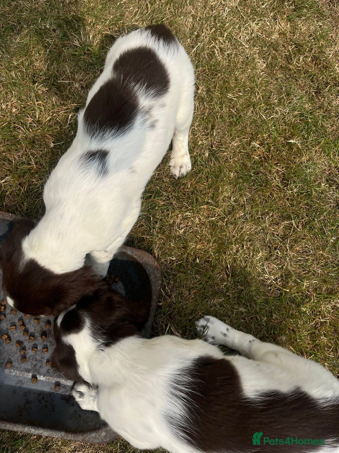 English Springer Spaniel dogs for sale: Pretty puppies with working parents ready now - Image 8
