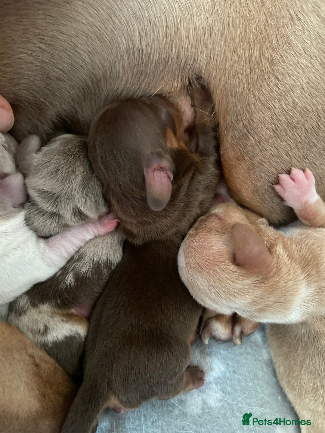 Miniature Dachshund dogs for sale: Dolly mixture dapple/piebald  - Image 10