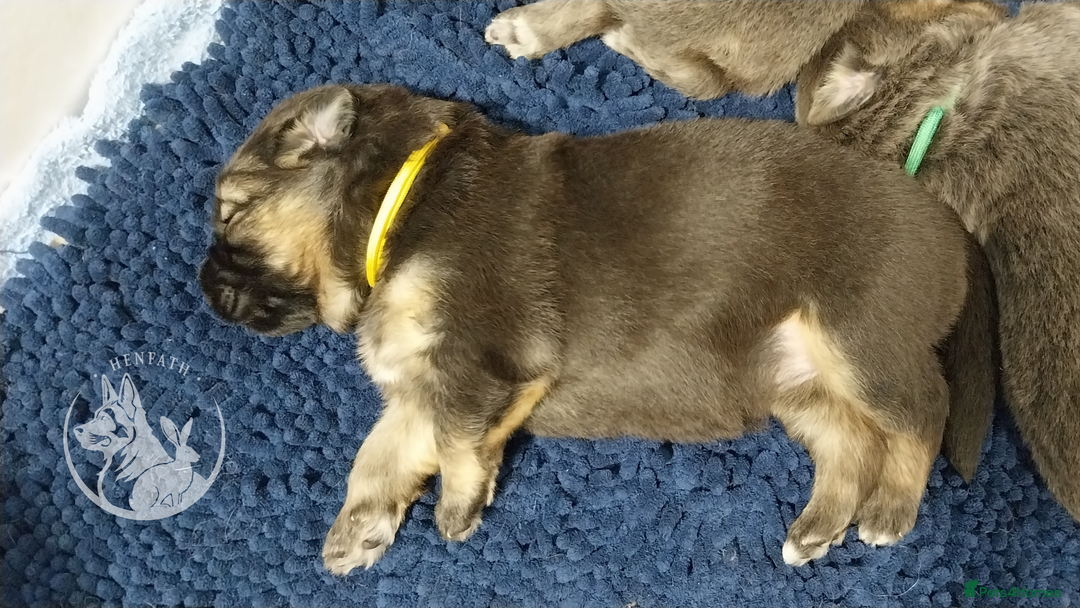 German Shepherd dogs for sale: KC health tested top quality german shepherds - Image 13