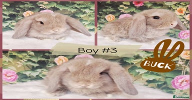 Mini Lop rabbits - Advert 6