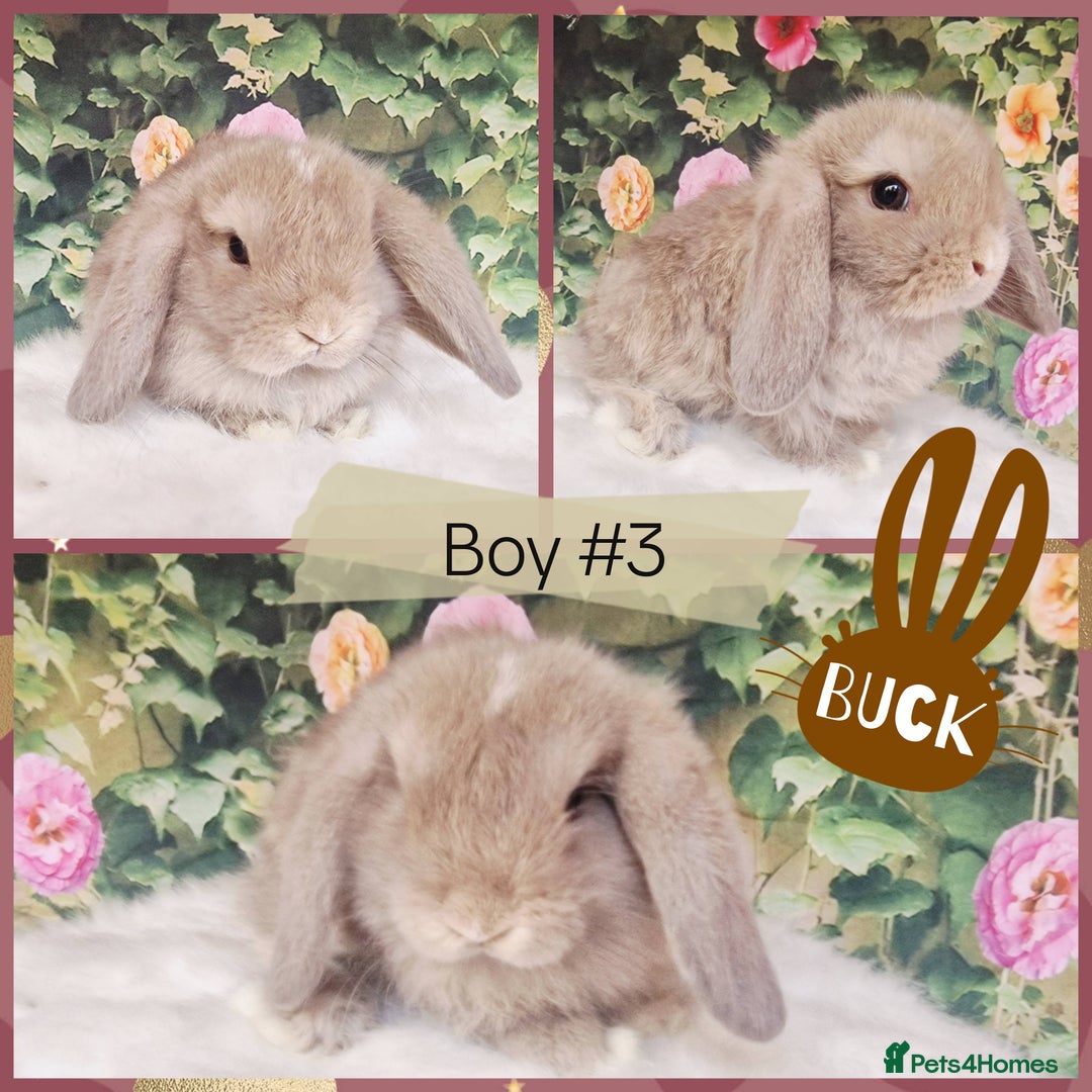 Mini Lop rabbits for sale: Pure Mini Lops ready now - Image 3