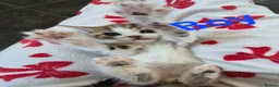 Mixed Breed cats for sale: Tabby Kittens and Tortoise Shell - Advert 3