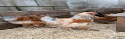 Chickens poultry for sale: Hatching Eggs🐣USA Bearded Silkies,Brahmas,Vorwerk - Advert 34