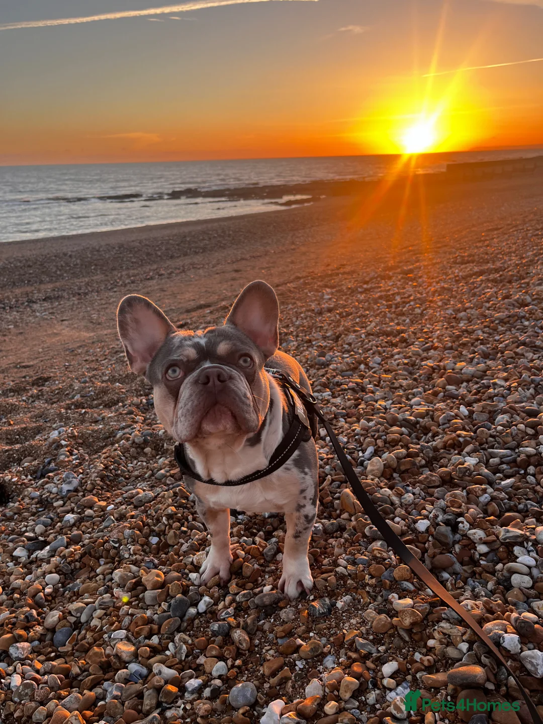 French Bulldog dogs for sale: 3 year old male French bulldog  - Advert 3