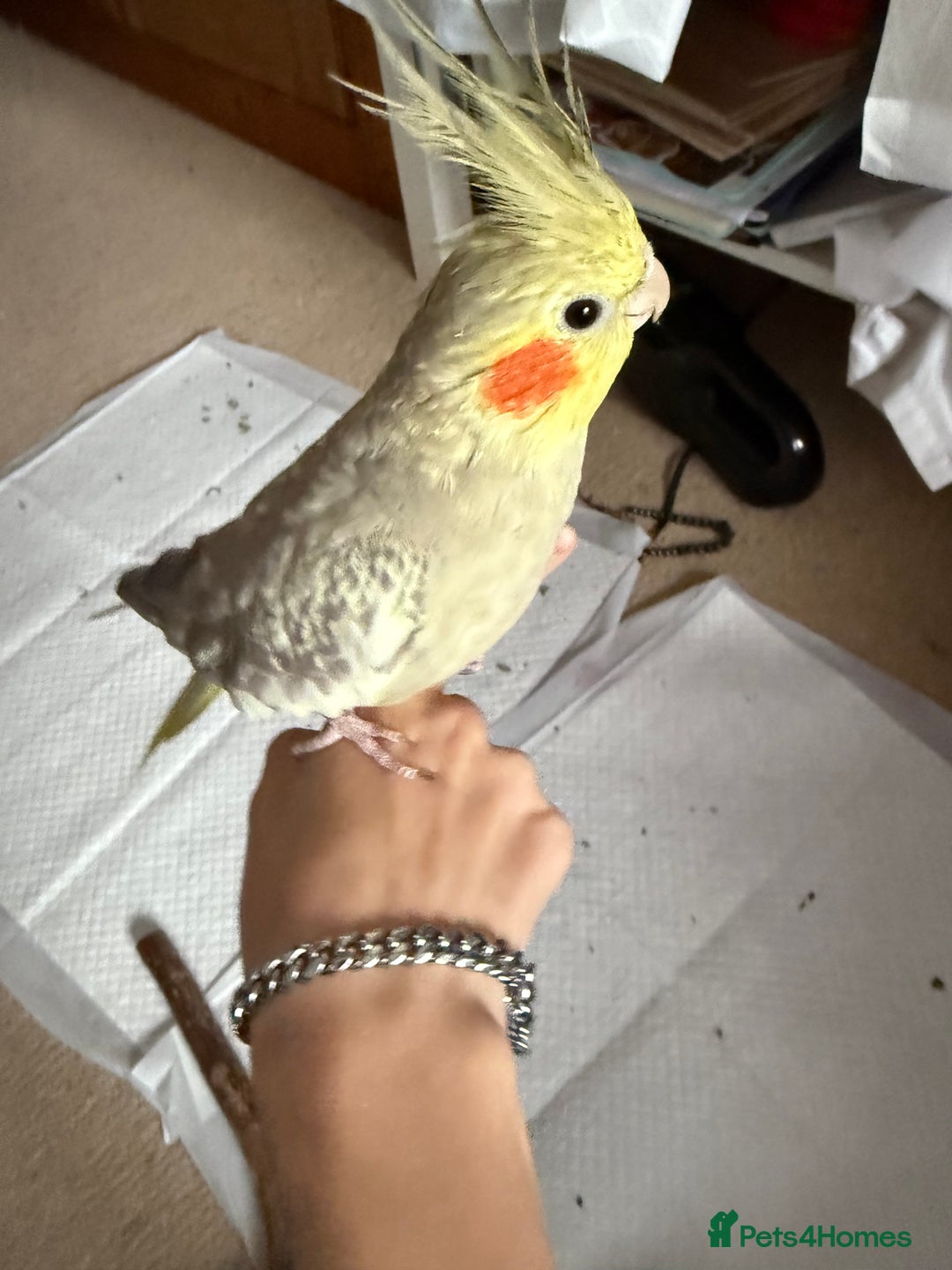 Cockatiels birds for sale: 2 female cockatiels 1 tame, 1 semitame - Image 5