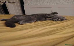 Mixed Breed cats for sale: Two indoor females seeking loving home together  - Image 2