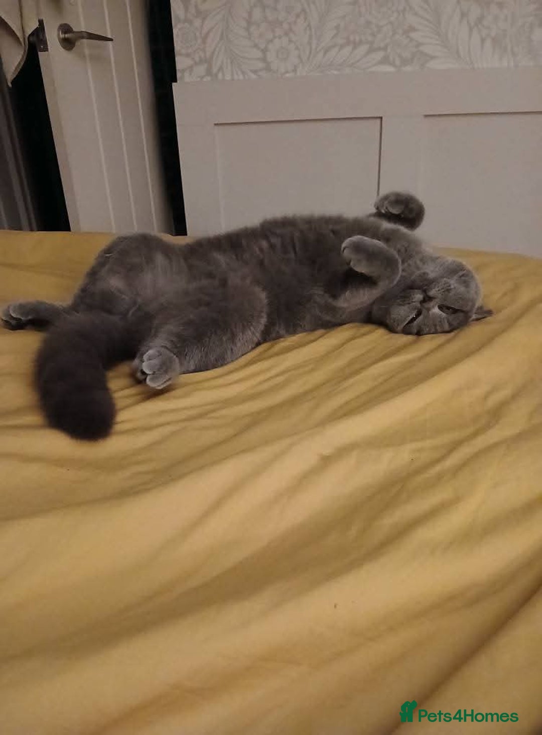 Mixed Breed cats for sale: Two indoor females seeking loving home together  - Image 2