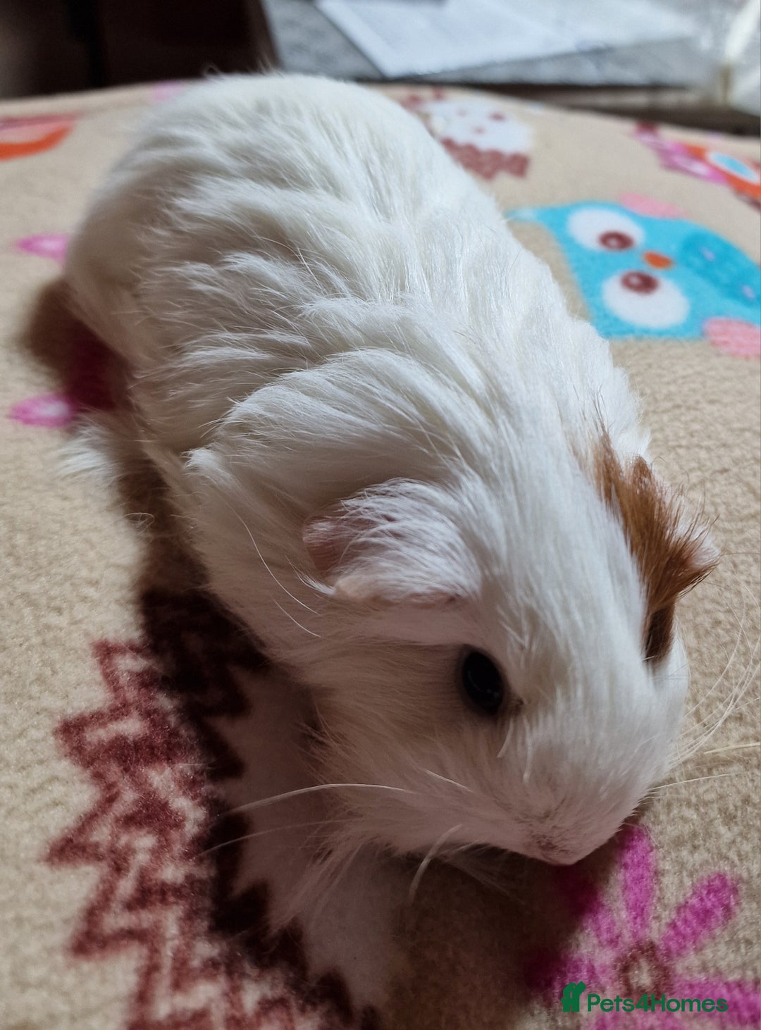 Guinea Pig rodents for sale: Two Stunning Sheltie Sows - Image 17