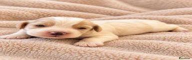 Cockapoo 4