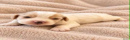 Cockapoo dogs for sale: Beautiful merle, cream, Lemon and white cockapoos - Advert 7