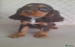 Cocker Spaniel dogs for sale: Beautiful cocker spaniel puppy’s  - Advert 3