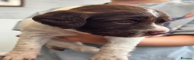 English Springer Spaniel Puppy 3