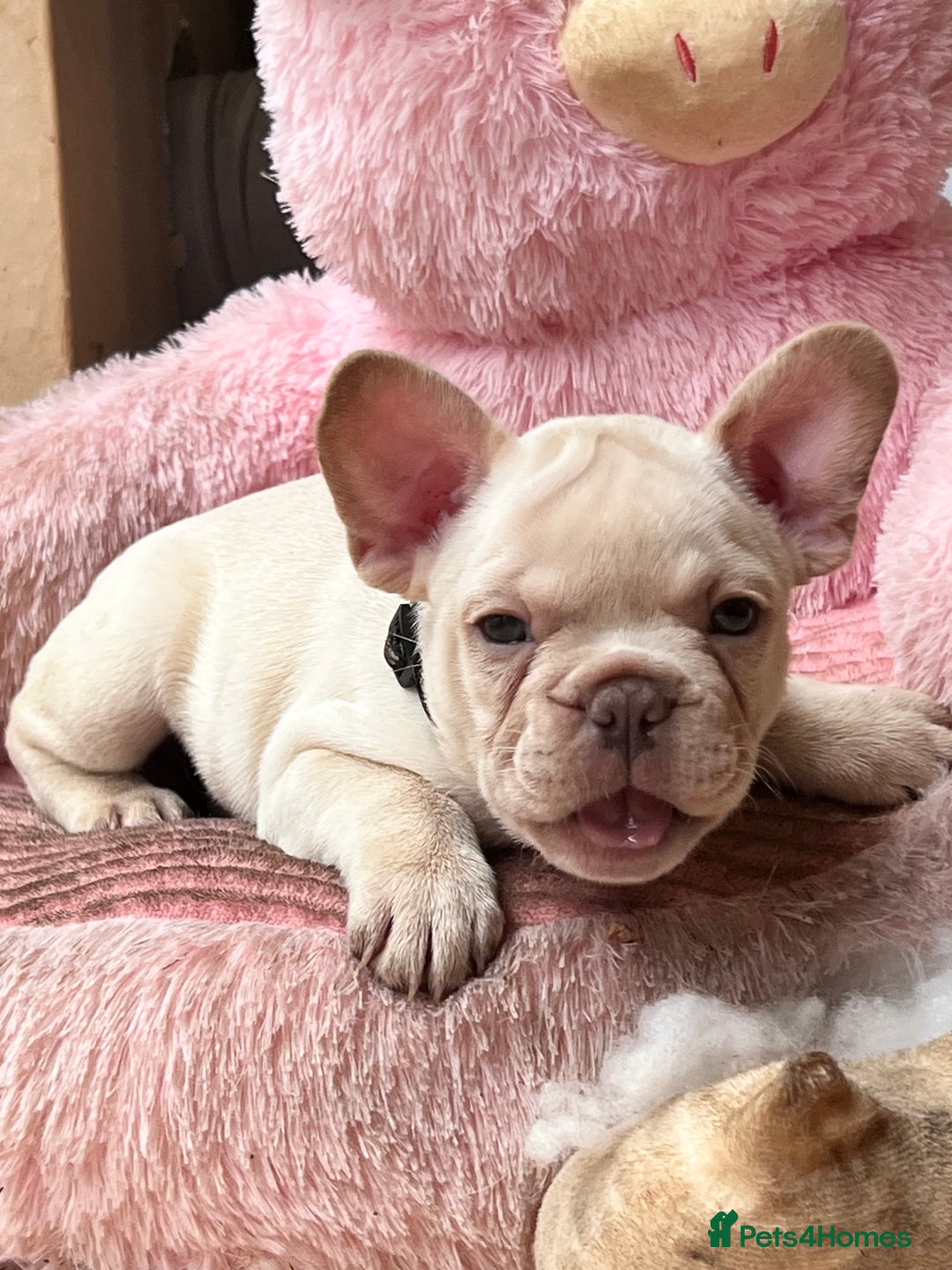 French Bulldog dogs for sale: Beautiful French Bulldog Puppies - Image 9