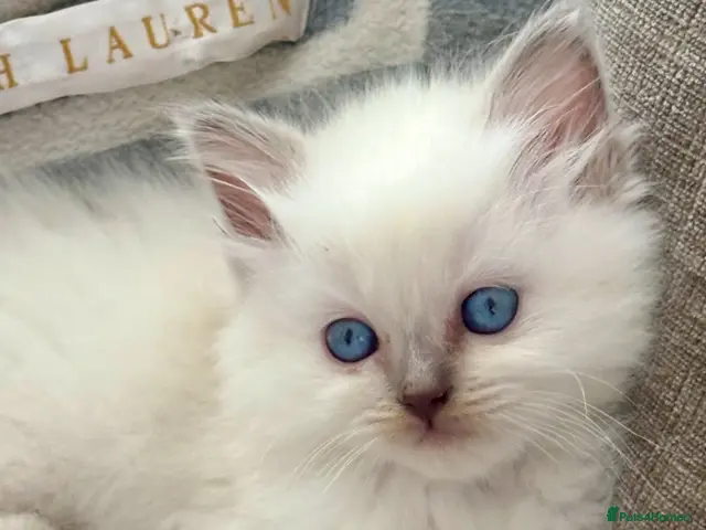 Ragdoll cats for sale: ♥️ STUNNING GCCF BABIES ♥️ - Advert 14