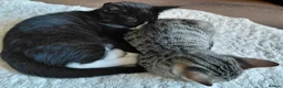 Mixed Breed cats for sale: Mix breed kittens. Mum is snow bengal  - Advert 8