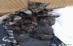 Savannah cats for sale: Full Pedigree TICA Reg F5 Savannah Boy Kitten - Image 31