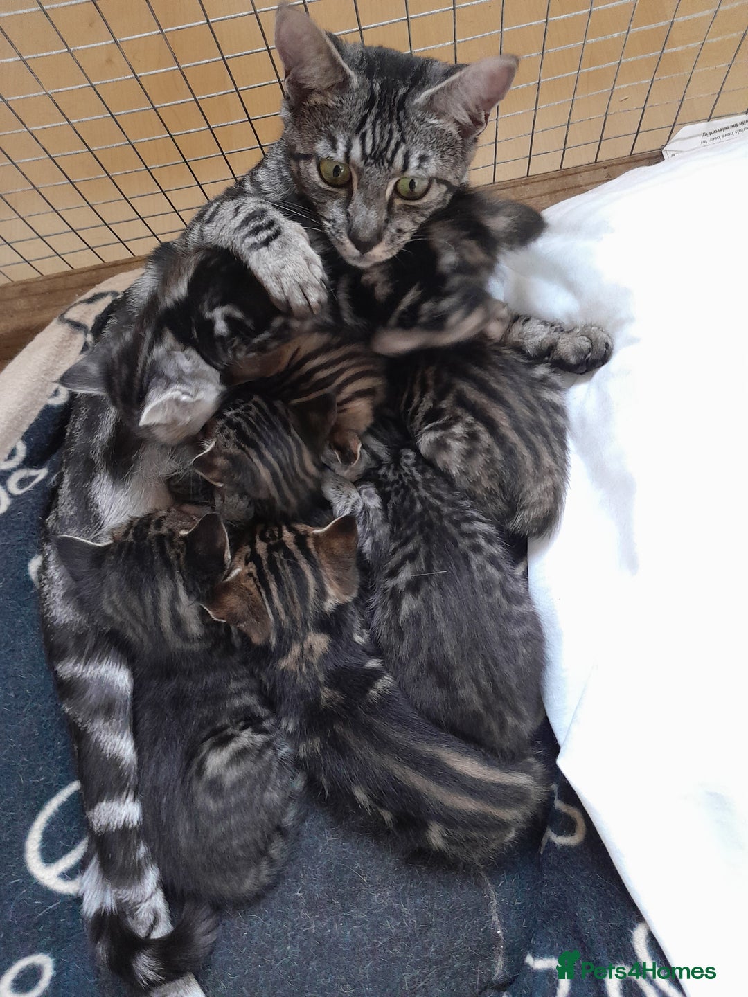 Savannah cats for sale: Full Pedigree TICA Reg F5 Savannah Boy Kitten - Image 31