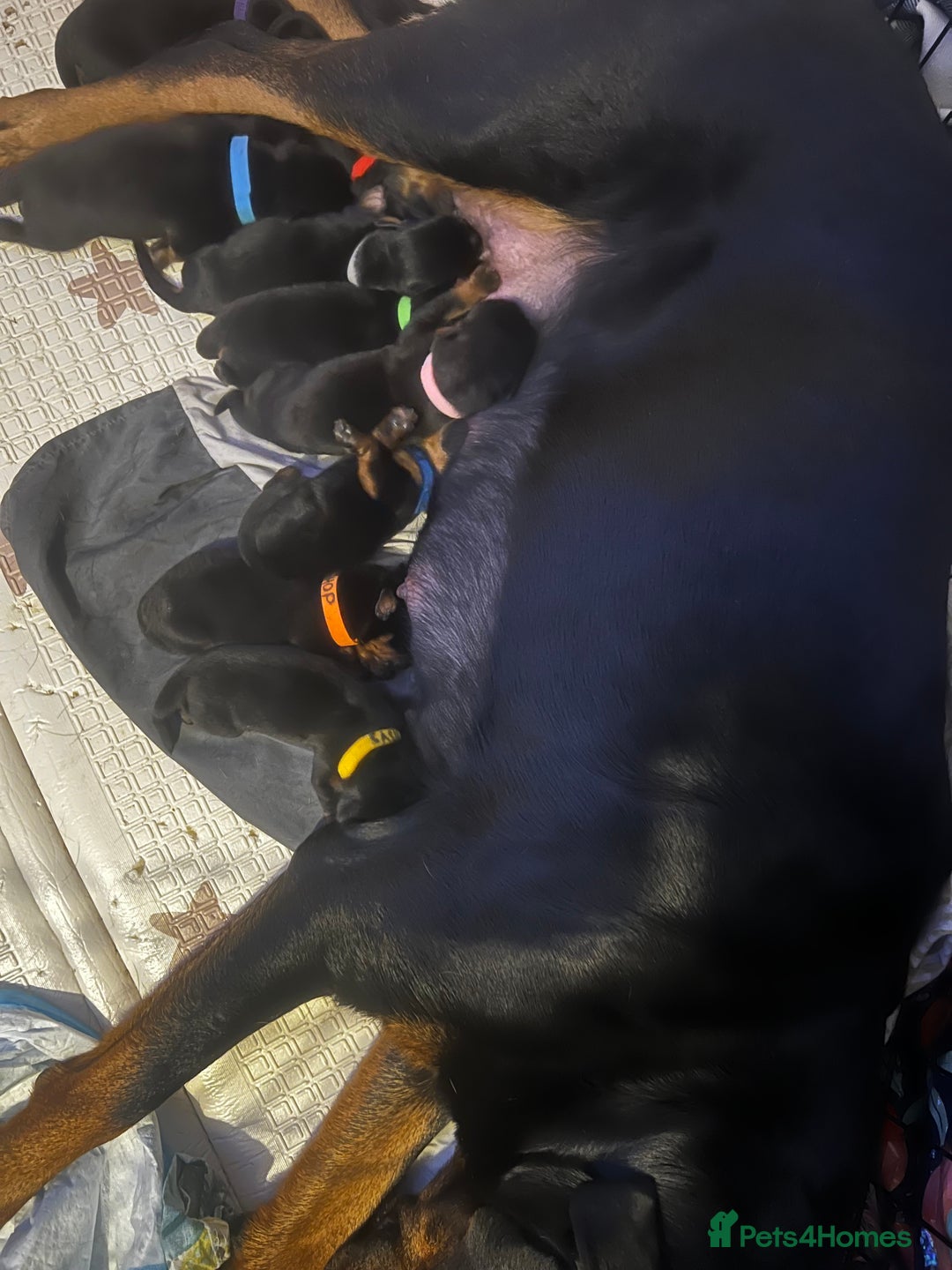Rottweiler dogs for sale: 9 purebred Rottweiler puppies for sale - Advert 4