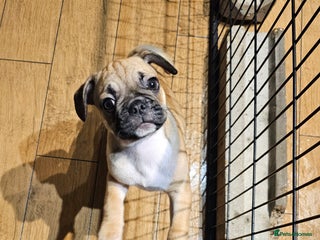 Frug dogs Frug puppies - Advert 10