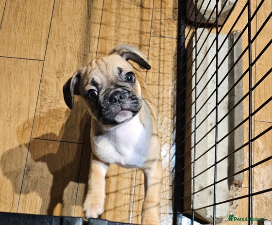 Frug dogs - Advert 6