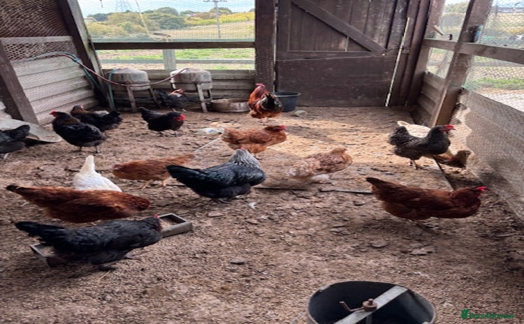 Hens poultry for sale - Advert 2