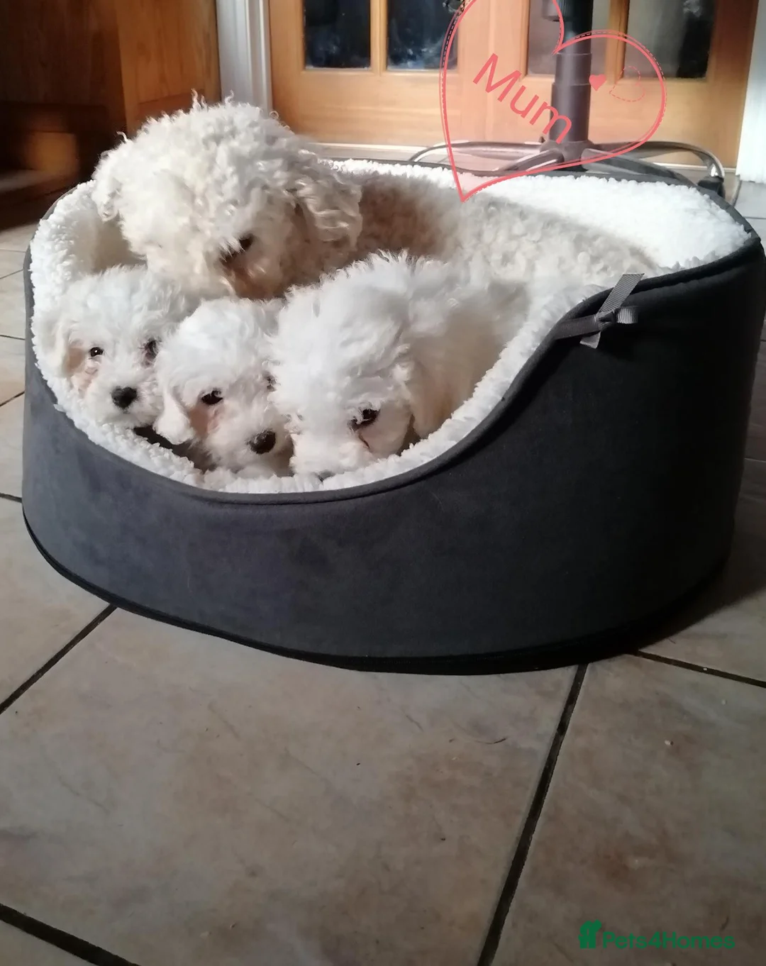 Bichon Frise dogs for sale: Bichon Frise Puppies in Llandysul - Advert 17