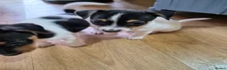 Jack Russell dogs for sale:  jack Russell puppies for sale in Coventry - Advert 2